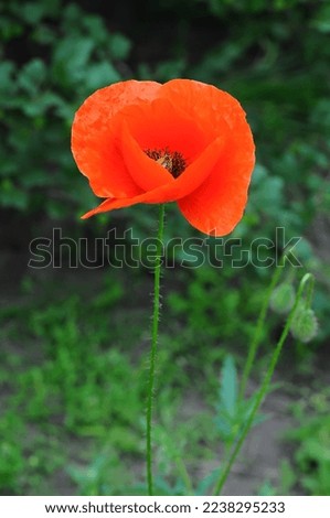 Red poppy flower on thin stem with bee on stamens, selective focus. Summer garden flowers