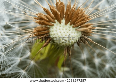 Details of the interior of a dandelion