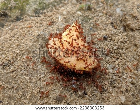 Close-up of a fire ant colony eating banana chunks in the sand