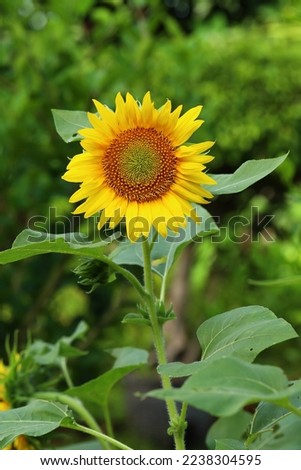 Blooming sunflower with green leaves background, image for mobile phone screen, display, wallpaper, screensaver, lock screen and home screen or background  