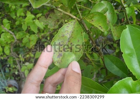 black spot disease on citrus leaves Royalty-Free Stock Photo #2238309299