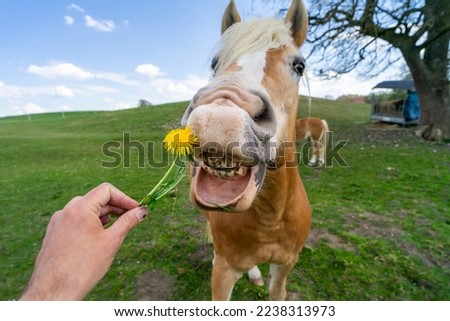 Funny picture: horse eats a yellow dandelion from the hand of a man with his mouth open