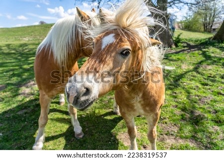 Funny picture: cute little horses with long mane