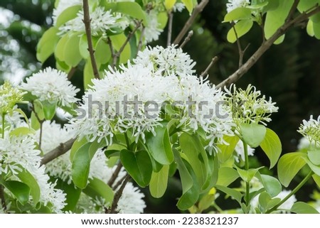 Beautiful blooming Chinese Fringe-tree flowers. Royalty-Free Stock Photo #2238321237