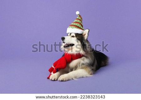 Cute Siberian Husky dog wearing Christmas hat and scarf in isolated purple color studio background