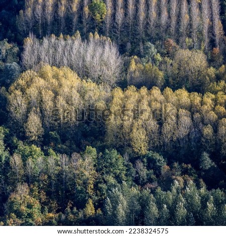 aerial view of a planting tree in autumn