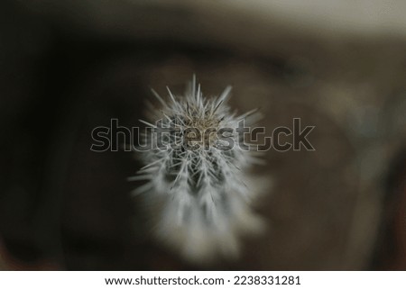 top view of cactus with tiny spikes on blurred background stock photo