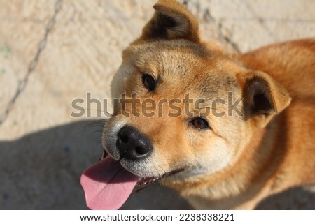 Korean Jindo Dog Puppy Pictures