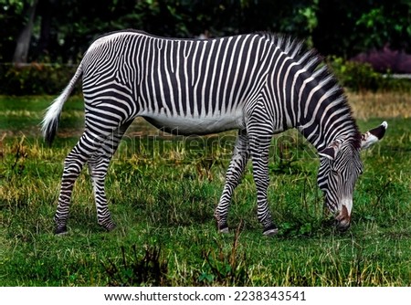 Grevy`s zebra grazing on the lawn. Latin name - Equus grevyi
 Royalty-Free Stock Photo #2238343541