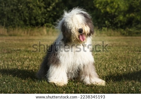 Old English Sheepdog sitting with a head tilt looking at the camera all happy Royalty-Free Stock Photo #2238345193