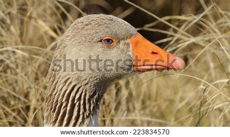 Goose head with orange beak,  isolated. 