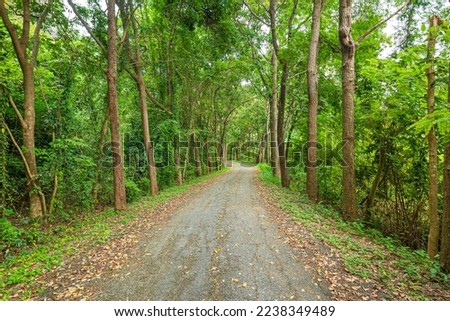 Tree tunnel and road,Pathway lane path with green trees in the forest. Beautiful alley in the park. Pathway through the dark forest. Royalty-Free Stock Photo #2238349489