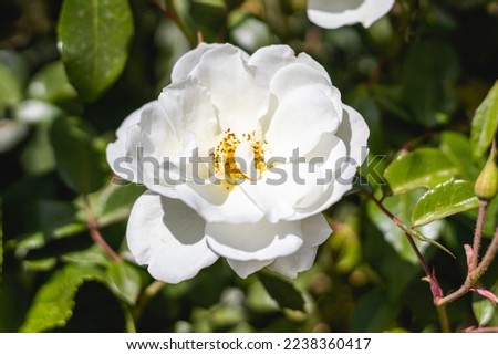 White rose plant, known as Rosa alba L., belongs to the plant family Rosaceae. Royalty-Free Stock Photo #2238360417