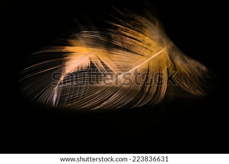 Hen feather with black background 