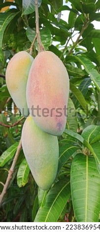 large mangoes are raised in the village.