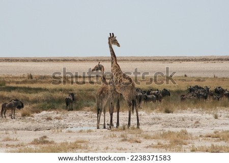 mum and baby giraffe looking around