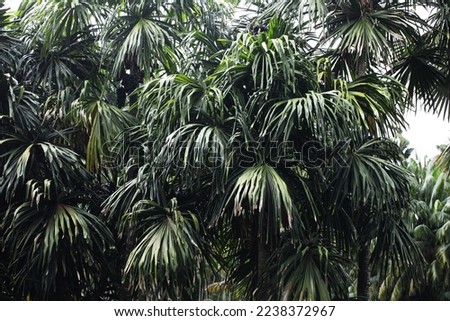Tall fan palm (Borassodendron machadonis) native to Thailand and Malaysia peninsular 