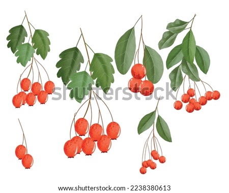 Colorful red berries with leaves and branches watercolor clipart set, watercolor red berry illustration for New Year, greeting cards, invitations or calendars