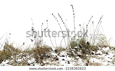 Dry grass isolated on white background, natural winter photo