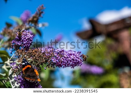 Butterflies on Buddleja (Butterfly bush)