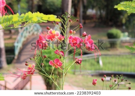Tropical pink Caesalpinia Pulcherrima,  also known as Peacock Flower  in a garden