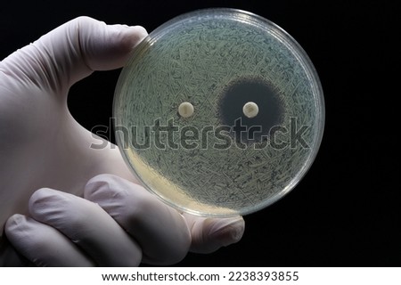 A doctor's or researcher's hand holding a Petri dish with a culture of bacteria on which an antibiotic disc test is performed. Antimicrobial resistance concept Royalty-Free Stock Photo #2238393855