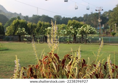 Beautiful color plant with tiny flowers on garden background