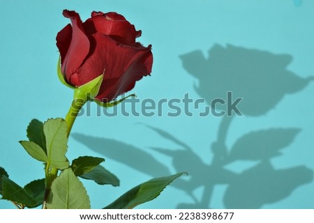 Valentines day background, Festivecard with red roses. Place fo text Royalty-Free Stock Photo #2238398677