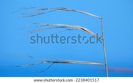 Tall dry grass waving on wind over blue sky background. Abstract natural photo background