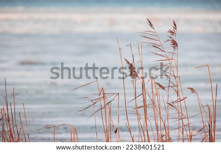Dry coastal reed over blurred sea water, natural photo background with selective focus