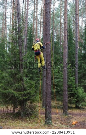 Speleologist training, making a hitch on a tree. A man in overalls and a protective helmet climbs a tree. Arborist.