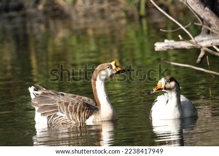 Duck, Goose in water during morning time. Duck swimming in water. Beautiful wall mount. Seasonal greetings
