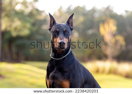 Doberman Pinscher outdoors at a park. beautiful female dobie outside at sunset. Small crop ears with chain. Black and rust, tan dog outside. purebred dog portrait. Royalty-Free Stock Photo #2238420201