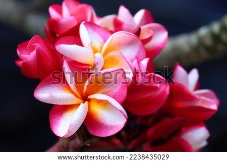 Blooming pink white gradient colors frangipani flowers with dark background