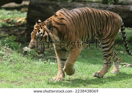 portrait of a Sumatran tiger walking slowly