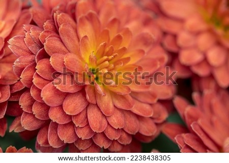 Macro photo of dahlia flower with shallow depth of field.