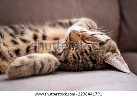 Young cat with tiger pattern fur sleeping on a couch. Total relaxation concept. Healthy sleep.