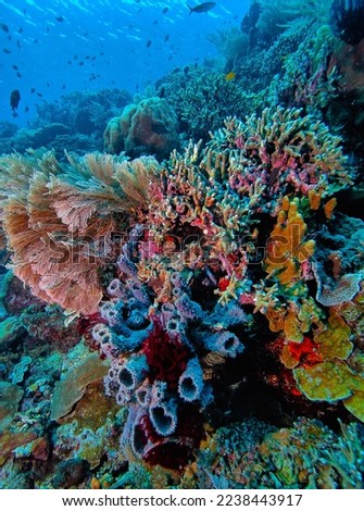 Coral reef in South Pacific off the coast of the island of North Sulawesi, Indonesia