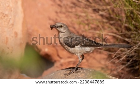 A Northern Mockingbird is perched on a rounded rock in the summer sun with a grub that it's just caught held in it's beak. 