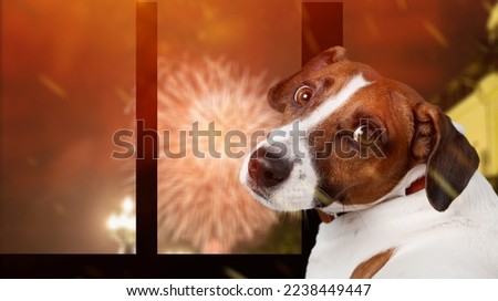 Cute domestic dog looking on the fireworks Royalty-Free Stock Photo #2238449447