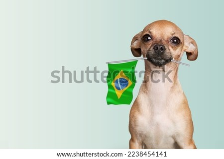 Pretty cute dog hold Brazilian Flag. Royalty-Free Stock Photo #2238454141