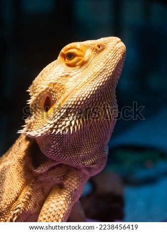 Close up of the head and upper body of a captive, gold-colored Bearded Dragon looking at the camera.