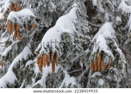 Spruce cones are covered with snow and ice. Winter forest of the Carpathians