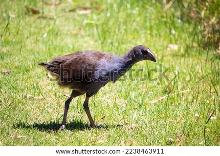 A juvenile Purple swamp hen porphyria porphyria standing in the lush green field is getting roots and grass to eat at Dalyellup Lakes, Western Australia on a hot day in summer.