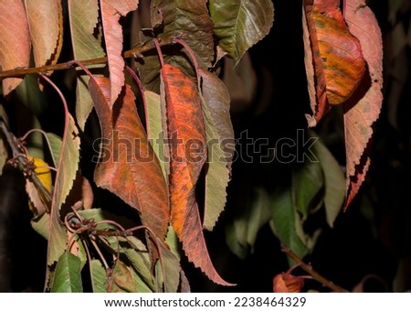 Red leaves of a cherry tree on a black background. Withering flora in autumn.