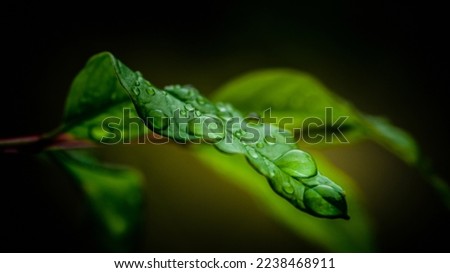 Beautiful morning of dew drops on the green leaf, wonderful close-up of nature blurred background in the morning.