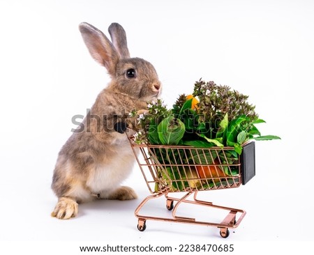 Cute looking brown rabbit isolated white background	