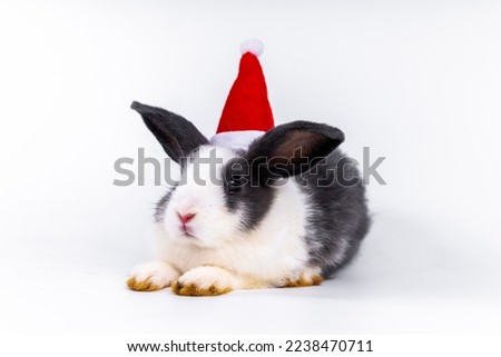 Cute looking brown rabbit isolated white background	