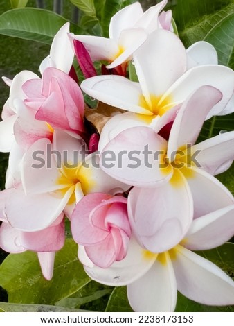 close up of white frangipani flowers, sensitive focus