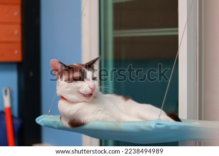 An angry white cat lying on the cradle